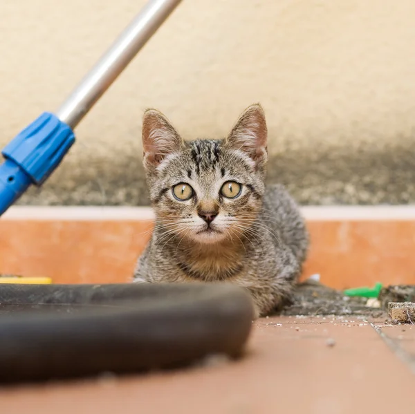 Curious Kitten — Stock Photo, Image