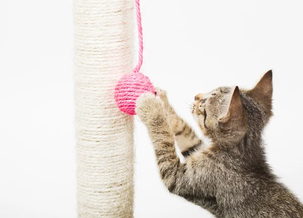 Lilla katt leker med en rosa boll — Stockfoto