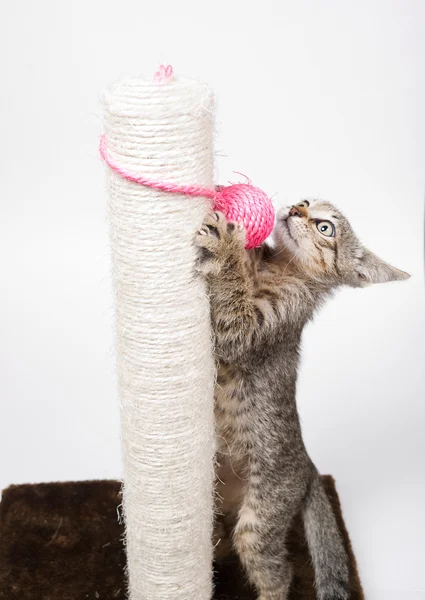 Katt leker med en rosa boll — Stockfoto