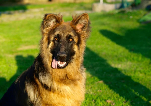 可爱的搞笑德国牧羊犬小狗 — 图库照片