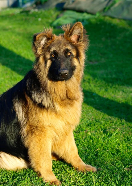 可爱的搞笑德国牧羊犬小狗在一个晴朗的天 — 图库照片