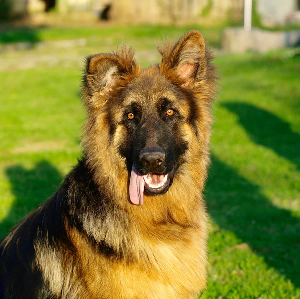 可爱的搞笑德国牧羊犬小狗在正方形组成 — 图库照片