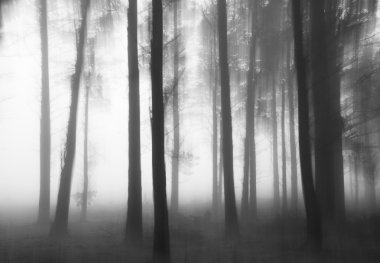 Scarwood