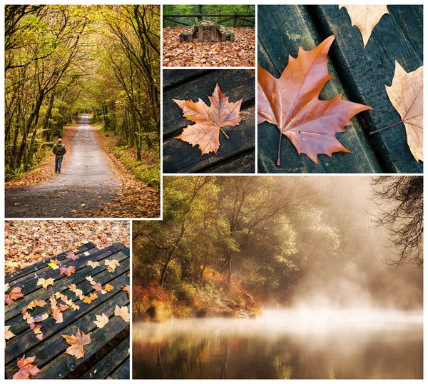 Autumnal collage of Fragas do Eume narural park — Stock Photo, Image