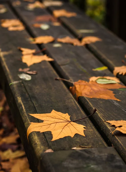 Detalle de otoño —  Fotos de Stock