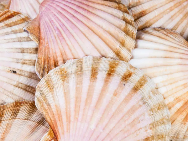 Shell vieiras fundo — Fotografia de Stock