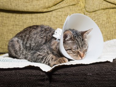 Uyuyan kedi ile an elizabethan yaka