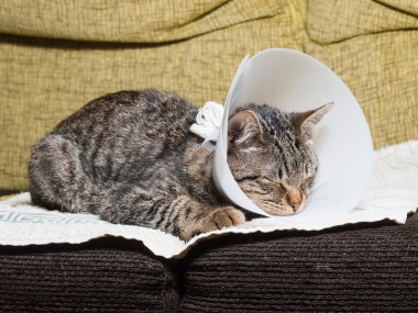 Sleeping cat with an Elizabethan collar clipart