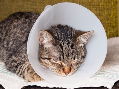 Uyuyan kedi ile an elizabethan yaka