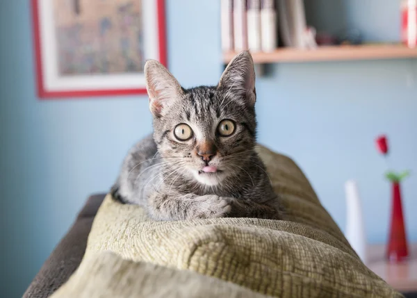Katzenporträt im Haus. — Stockfoto