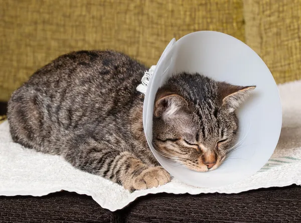 Sleeping cat with an Elizabethan collar — Stock Photo, Image