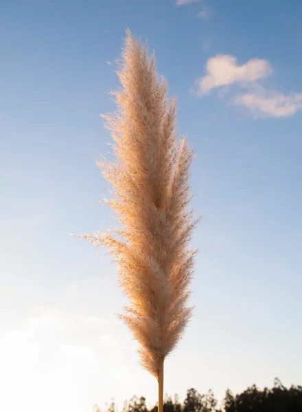 Pampas grass (Cortaderia selloana), — Stock Photo, Image