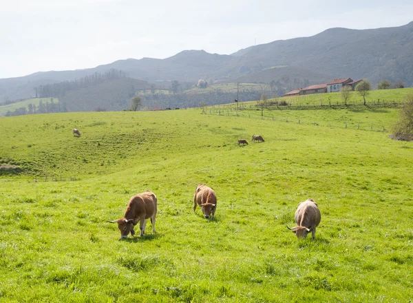 Krowy w dziedzinie — Zdjęcie stockowe