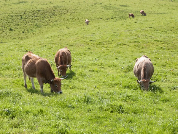 Vacche in campo — Foto Stock
