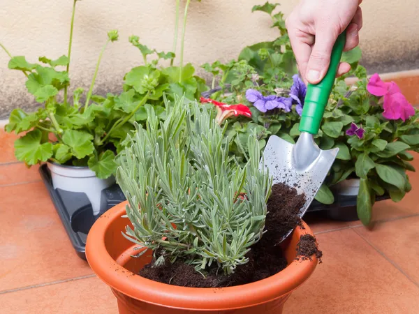 Trasplante de planta de lavanda — Foto de Stock