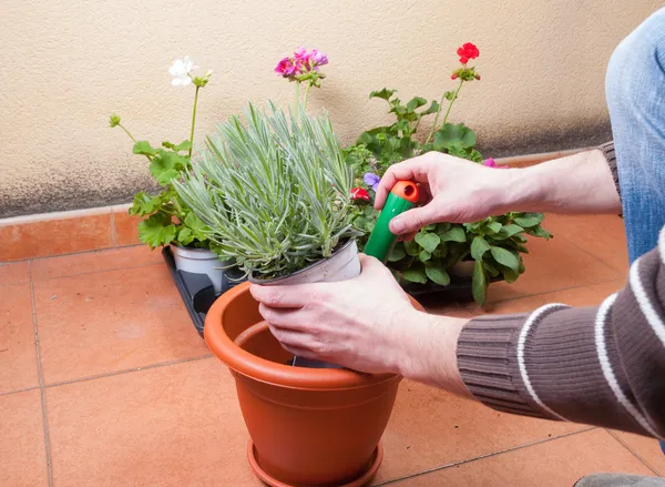 Lavendelpflanze verpflanzen — Stockfoto