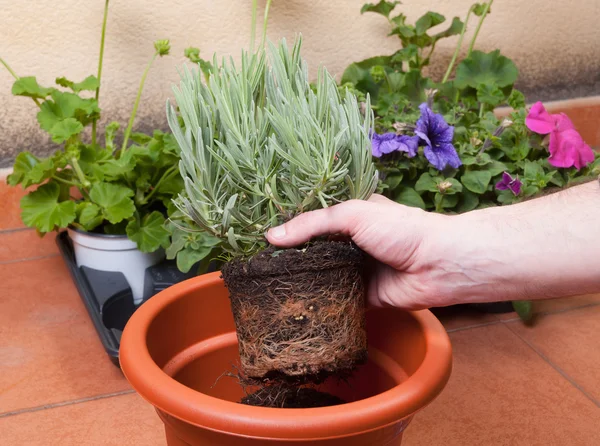 Trapianto di piante di lavanda — Foto Stock