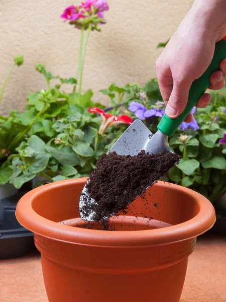 Vorbereitung eines Topfes für das Umpflanzen einer Pflanze — Stockfoto