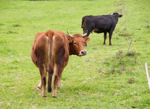 Duas vacas no prado — Fotografia de Stock