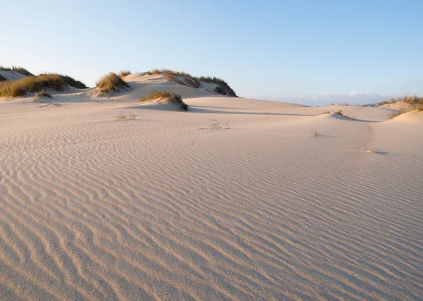 Dune sur la plage — Photo