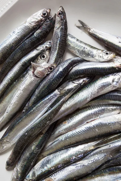 Anchovas cruas em um prato branco — Fotografia de Stock