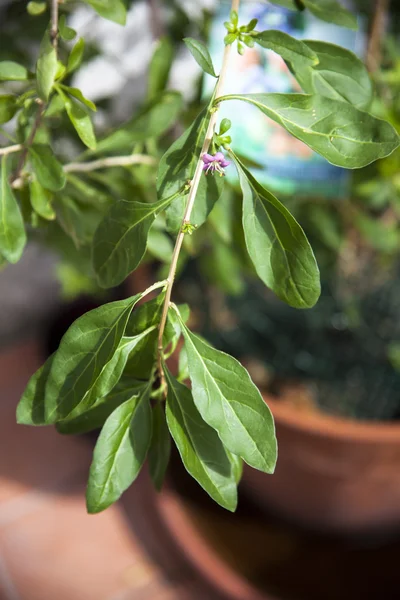 Goji Plant — Stockfoto