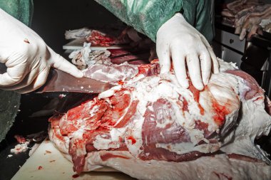 Laboratuvar domuz eti