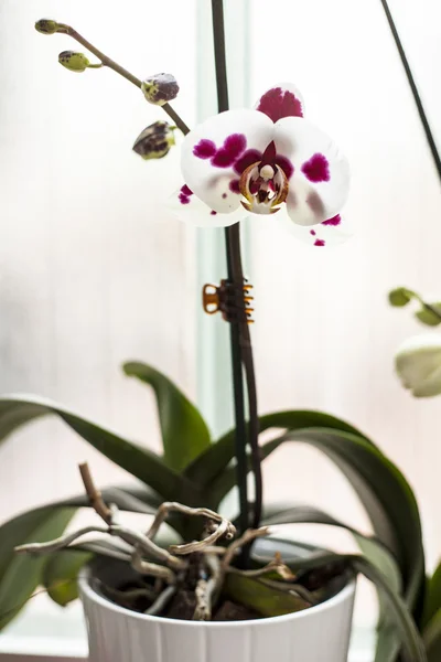 Orquídea — Fotografia de Stock