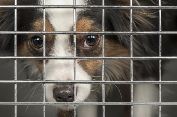 Dog in a cage — Stock Photo, Image