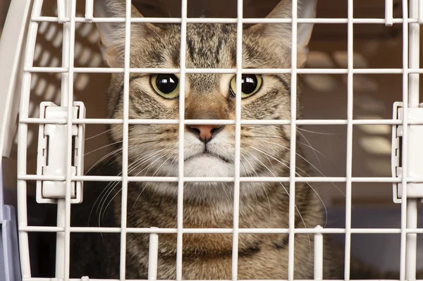 Cat in a cage — Stock Photo, Image