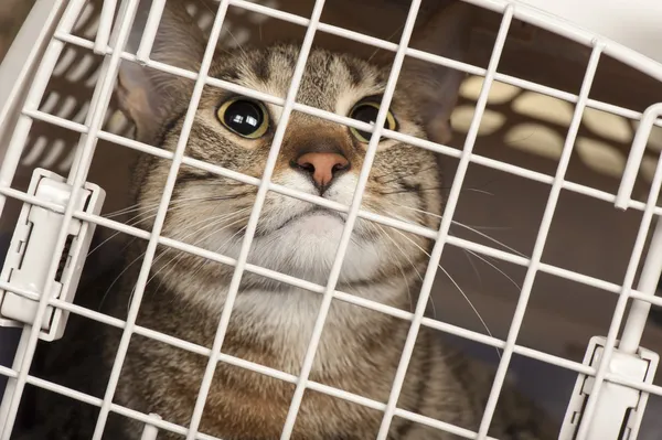 Pisica într-o cușcă — Fotografie, imagine de stoc