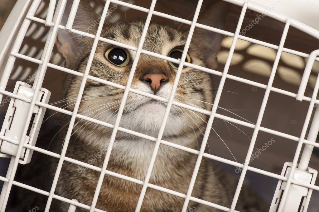 Kedi kafeste Stok fotoğrafçılık ©martyhaas Telifsiz resim 18004235