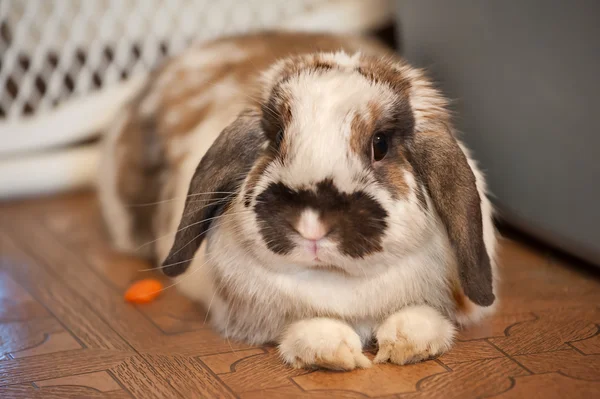Pet Rabbit — Stock Photo, Image