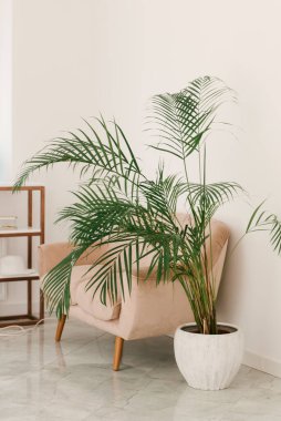 Pembe döşemeli kanepenin yanında yeşil bir palmiye ağacı bitkisi. Bekleme ve dinlenme alanı, gerçek bir fotoğraf.