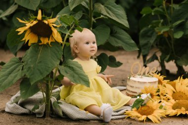 Ayçiçeği tarlasında pastası olan küçük mutlu bir kızın portresi.