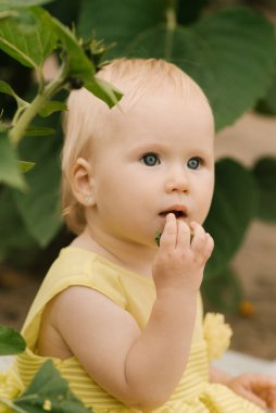 Ayçiçeği tarlasında pastası olan küçük mutlu bir kızın portresi.
