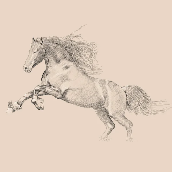 Croquis de cheval — Image vectorielle