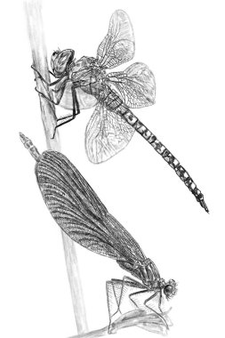 Yusufçuk Çizim Sanatı, Yazdırılabilir Duvar Sanatı,