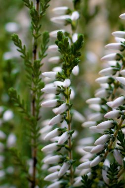 Erica (erika) makro görünümü