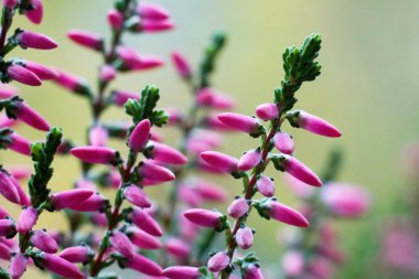 Erica (erika) makro görünümü