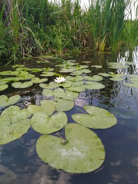Güzel çiçek yaprakları manzarası