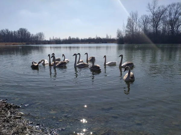 Cisnes Estão Lago Parque Fundo Água — Fotografia de Stock