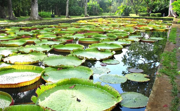 Pamplemousses garden, in Mauritius — Stock Photo, Image