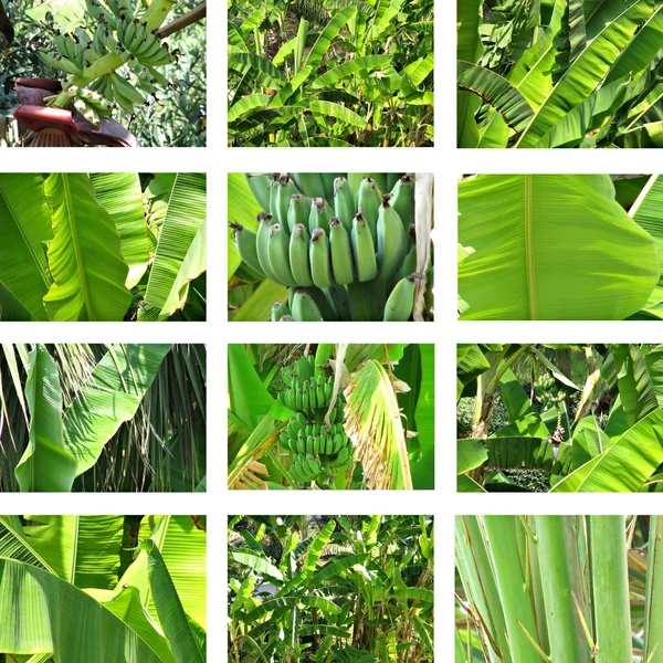Bananplantage — Stockfoto
