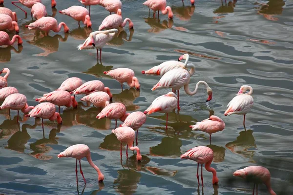 非洲阿鲁沙国家公园Big Momella Lakes小火烈鸟 小火烈鸟 和粉红火烈鸟 小火烈鸟 — 图库照片