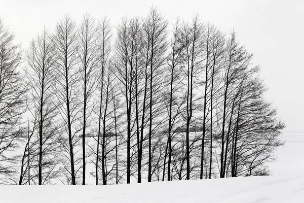 Gołe Drzewa Grafika Szlezwik Holsztyn Niemcy — Zdjęcie stockowe