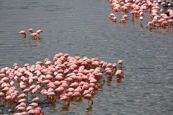 非洲坦桑尼亚阿鲁沙国家公园Big Momella Lake小火烈鸟 小火烈鸟 — 图库照片