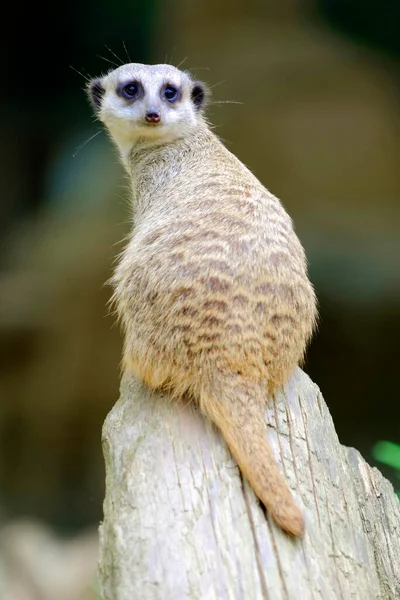 Meerkats Suricata Suricatta Occurrence Africa Fangenskab - Stock-foto