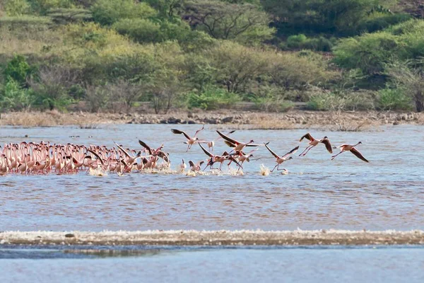 Salida Flamingos Phoenicopteridae Lake Bogoria Kenya East Africa Africa — Foto de Stock