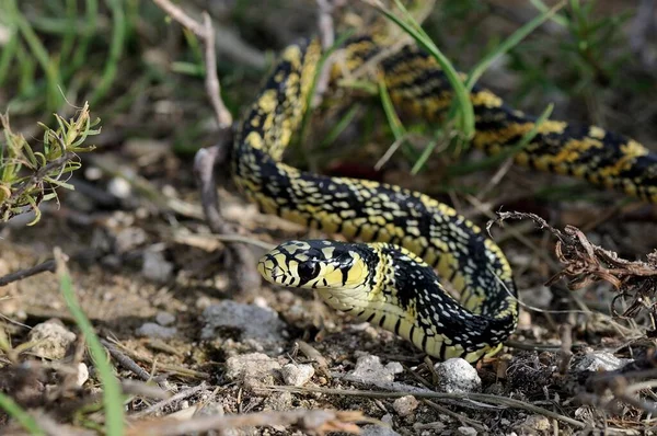 Serpente Frango Tropical Juvenil Spilotes Pullatus Distrito Corozal Belize América — Fotografia de Stock